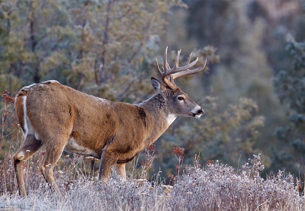 Best Deer Hunt Ever Northwoods Sporting Journal