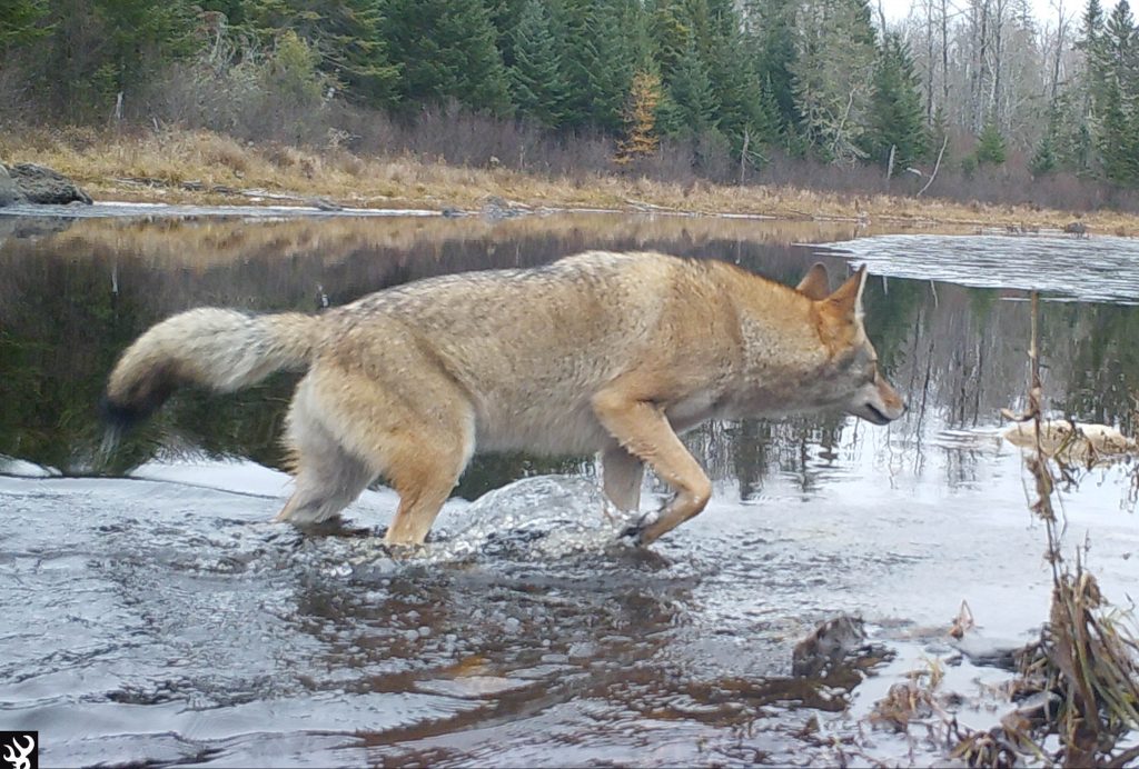 Hunting Winter Coyotes - Northwoods Sporting Journal