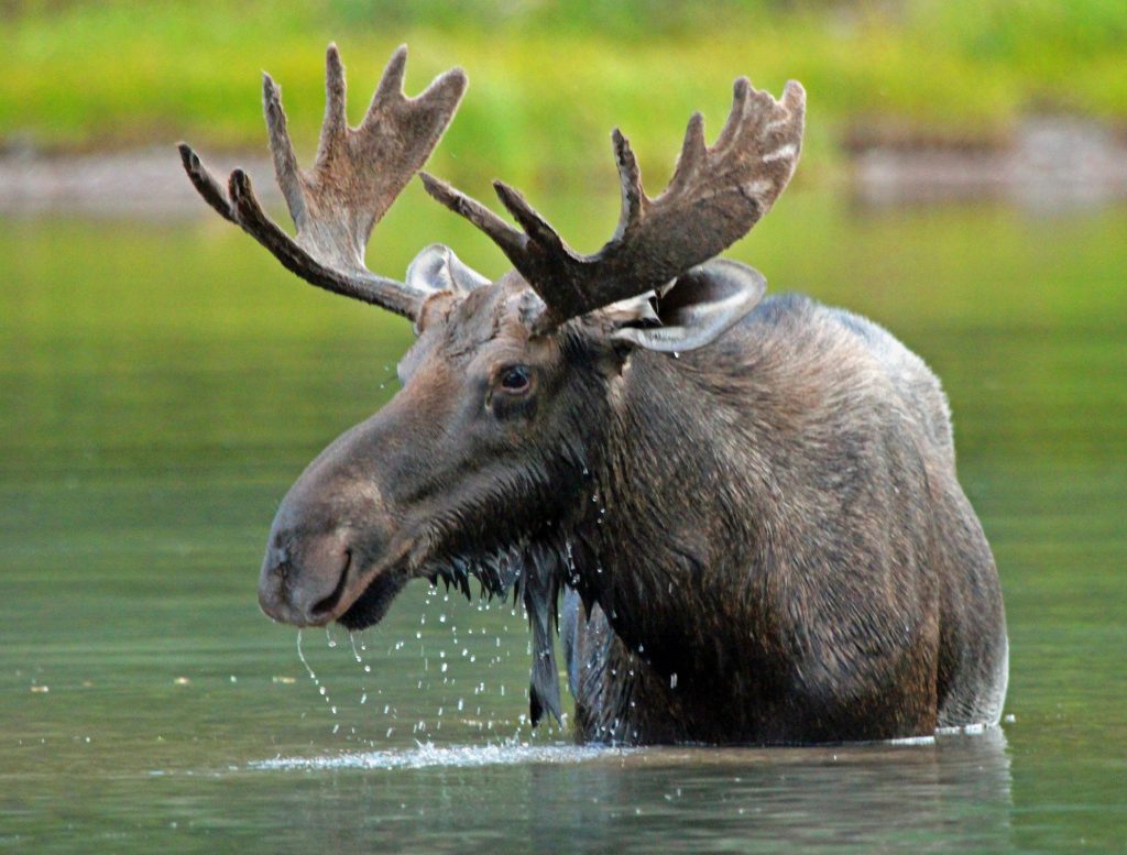 state of maine moose