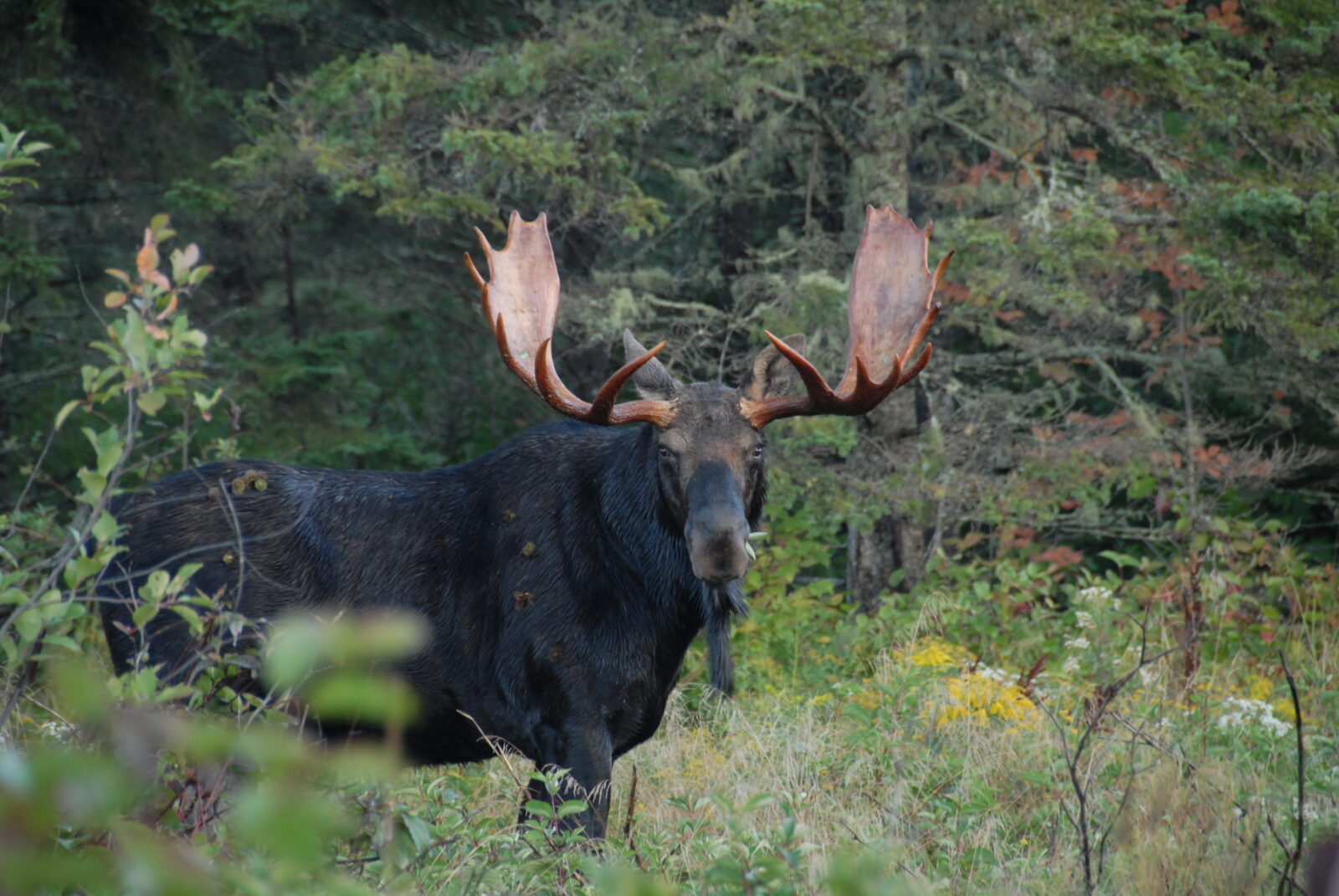 moose-shot-placement-northwoods-sporting-journal