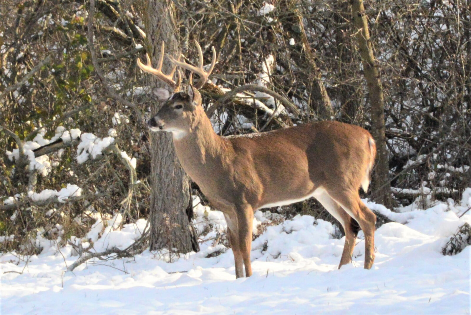 Overhauling the Maine Deer Hunt Northwoods Sporting Journal